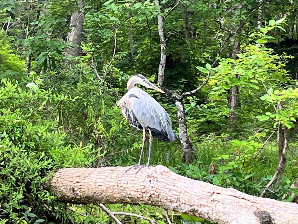 10285 NE 28th Loop Silver Springs FL 34488 - OCKLAWAHA RIVER O6277698 image73