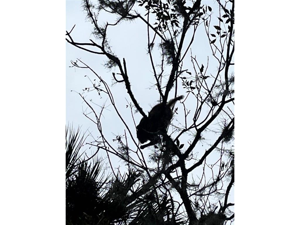 10285 NE 28th Loop Silver Springs FL 34488 - OCKLAWAHA RIVER O6277698 image77