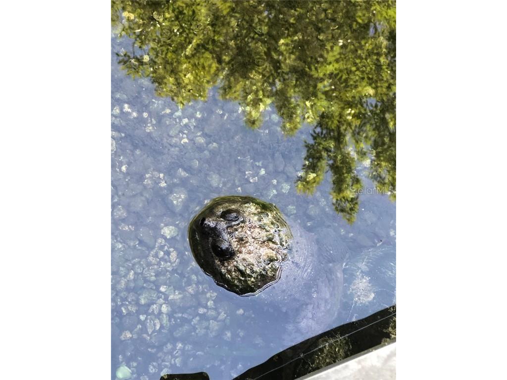 10285 NE 28th Loop Silver Springs FL 34488 - OCKLAWAHA RIVER O6277698 image78