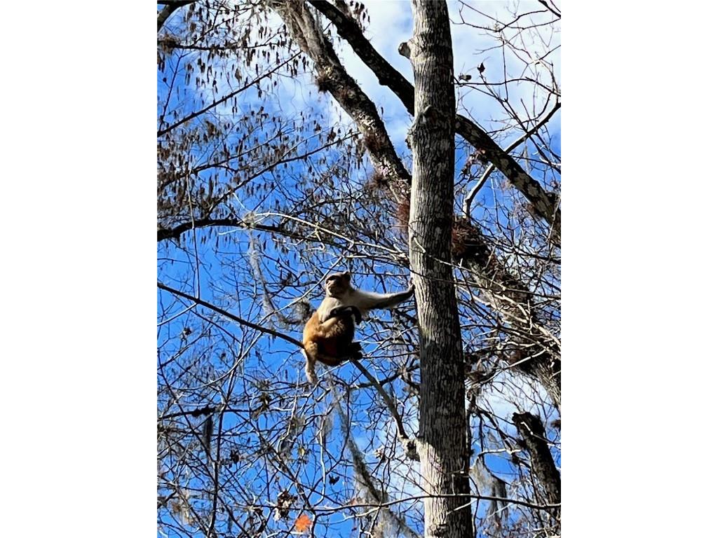 10285 NE 28th Loop Silver Springs FL 34488 - OCKLAWAHA RIVER O6277698 image79