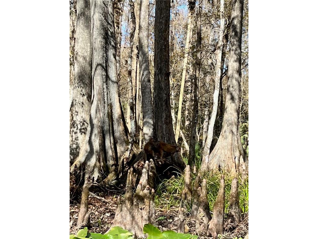 10285 NE 28th Loop Silver Springs FL 34488 - OCKLAWAHA RIVER O6277698 image80