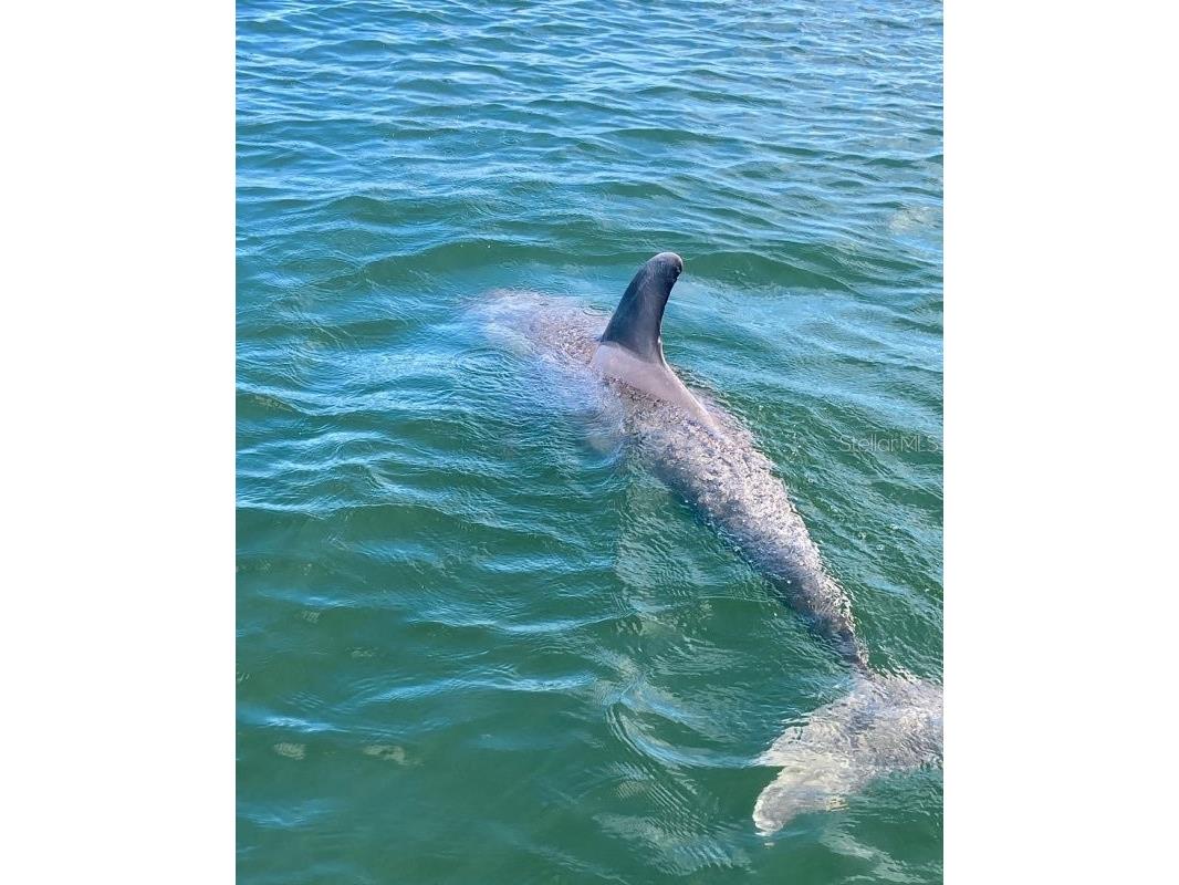 1029 Bal Harbour Drive Apollo Beach FL 33572 - TAMPA BAY TB8487743 image91