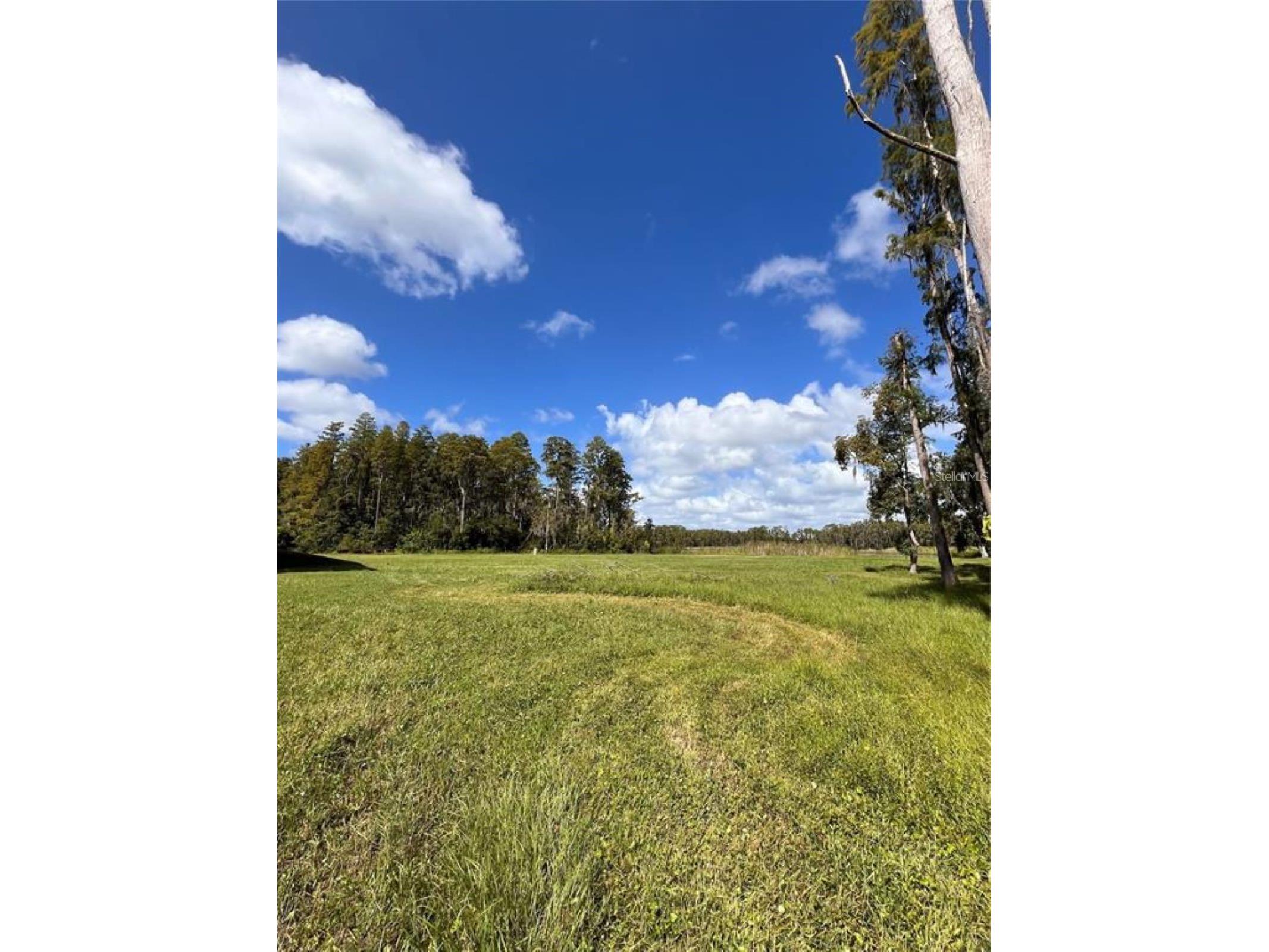 1029 Van Dyke Road Lutz FL 33548 - LAKE REINHEIMER TB8460037 image4