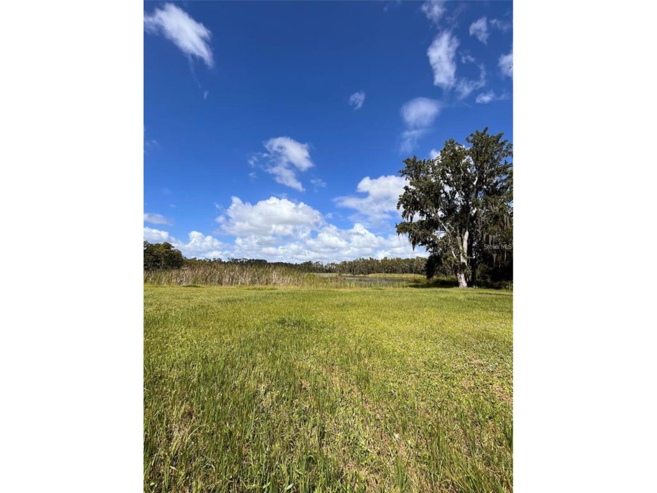 1029 Van Dyke Road Lutz FL 33548 - LAKE REINHEIMER TB8460037 image5