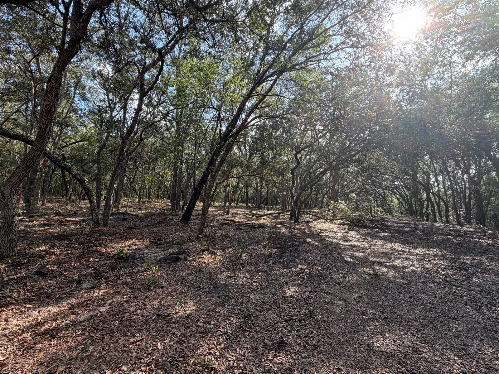 103 SW 53rd Avenue Interlachen FL 32148 OM729095 image1