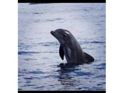 1030 Canal Street Ruskin FL 33570 - MOUTH OF LITTLE MANATEE RIVER TB8448577 image15