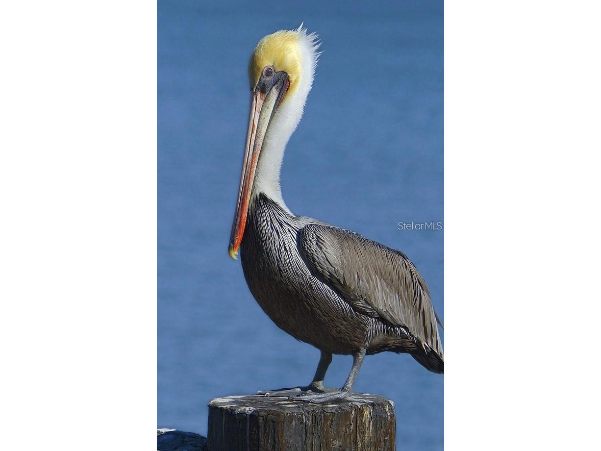 1030 Tidewater Shores Loop #401 Bradenton FL 34208 - MANATEE RIVER A4675232 image77