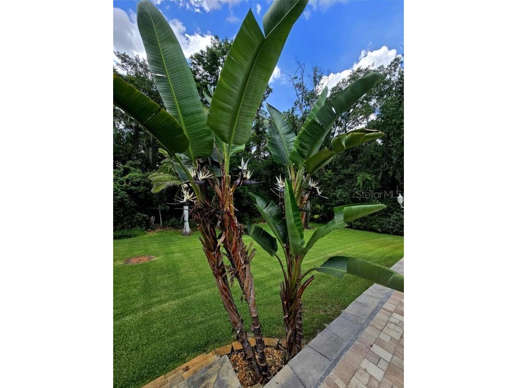 10305 Worthy Lamb Way New Port Richey FL 34654 TB8386767 image44