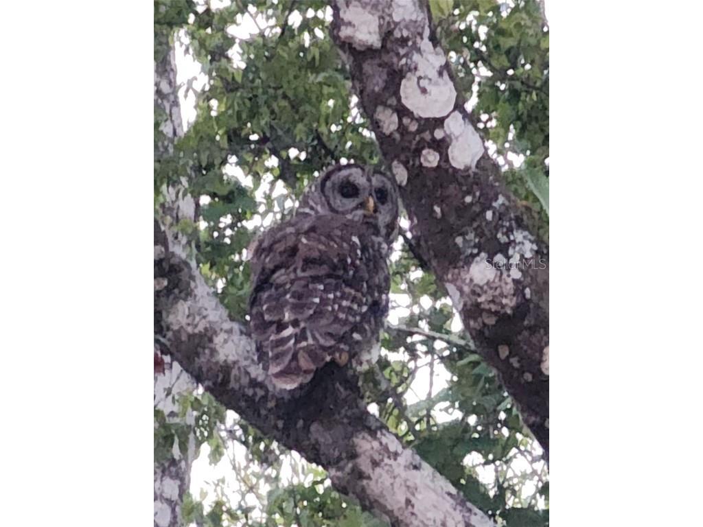 10305 Worthy Lamb Way New Port Richey FL 34654 TB8386767 image7