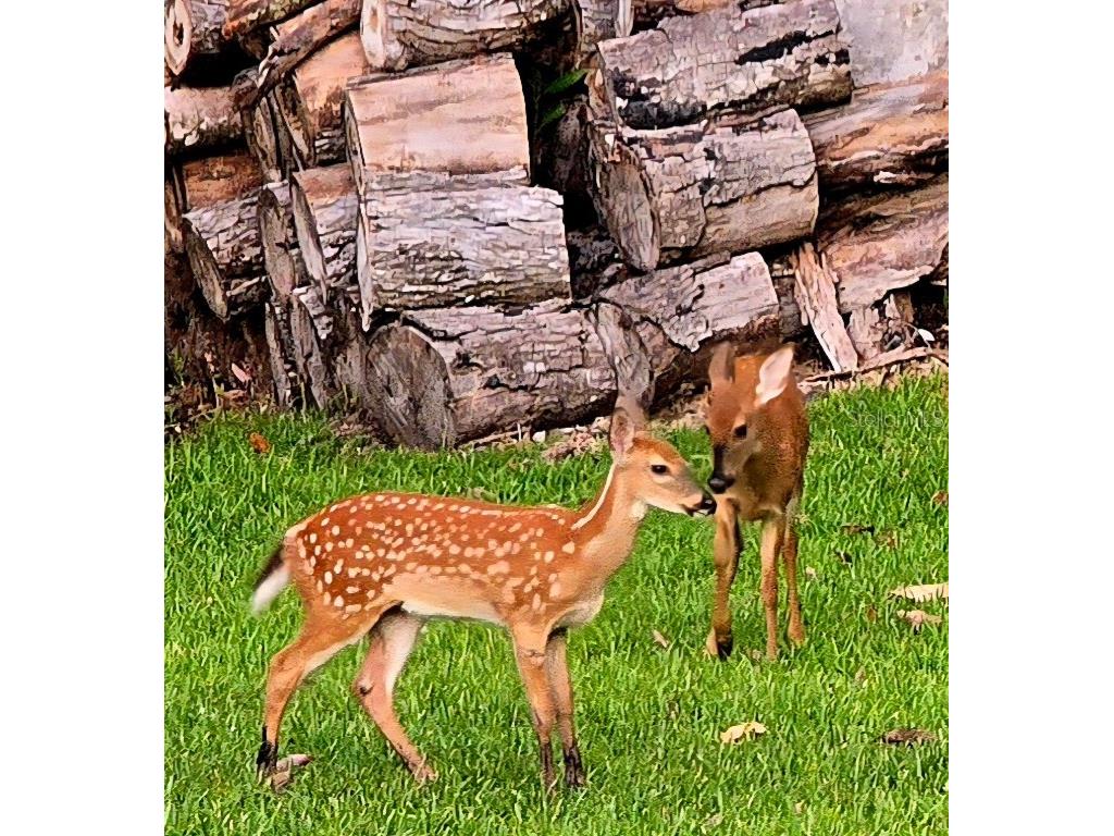 10305 Worthy Lamb Way New Port Richey FL 34654 TB8386767 image8