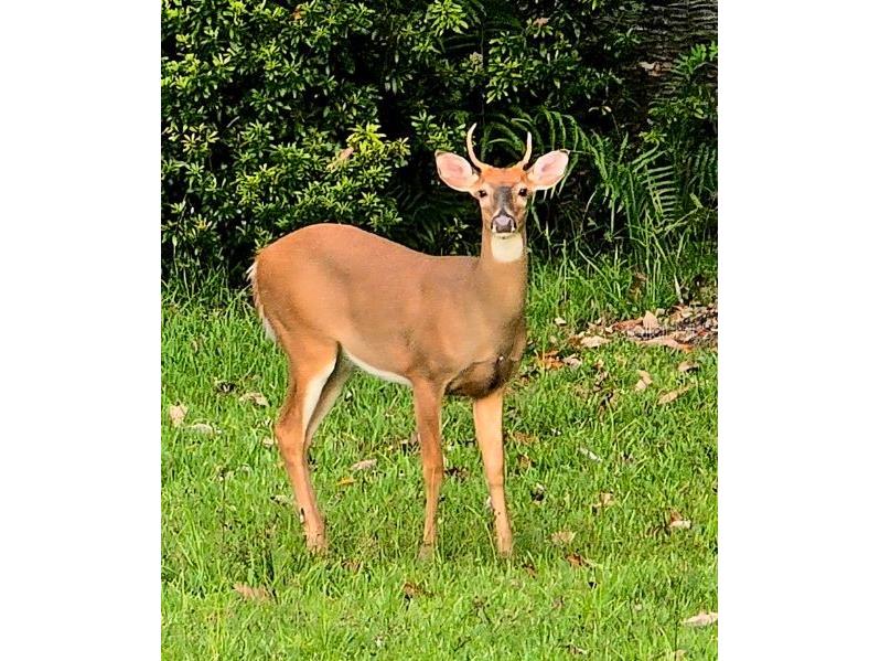 10305 Worthy Lamb Way New Port Richey FL 34654 TB8386767 image9