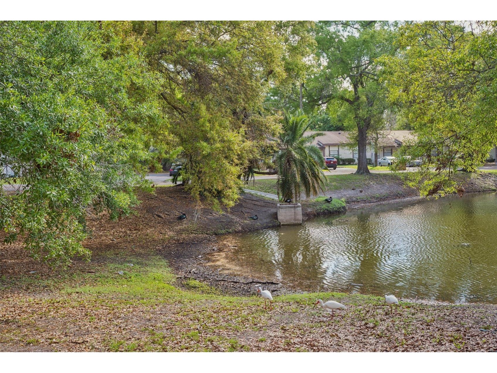 10307 Councils Way Tampa FL 33617 TB8509423 image48