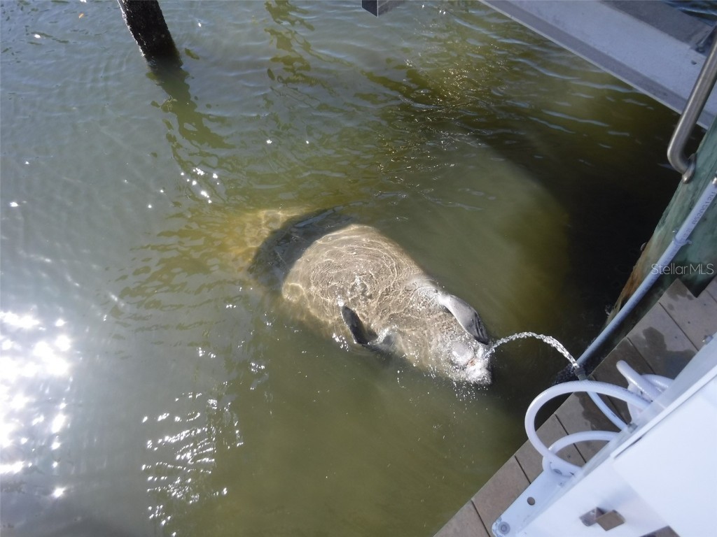 10313 Waterbird Way #4 Bradenton FL 34209 A4668805 image34