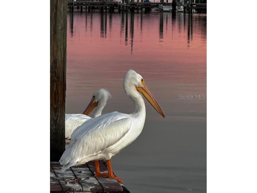 10315 Cortez Rd W #1B Bradenton FL 34210 - SARASOTA BAY A4673617 image32