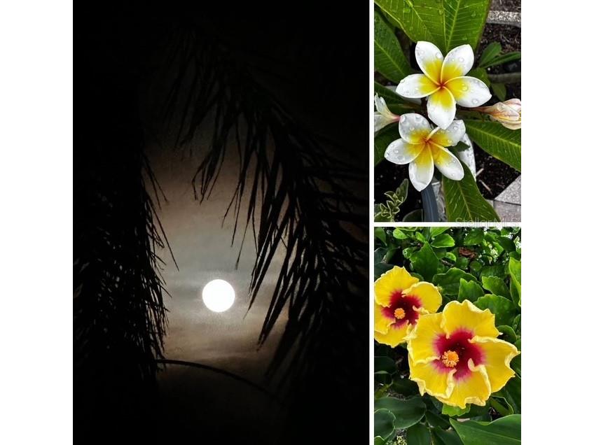 10315 Cortez Rd W #1B Bradenton FL 34210 - SARASOTA BAY A4673617 image39