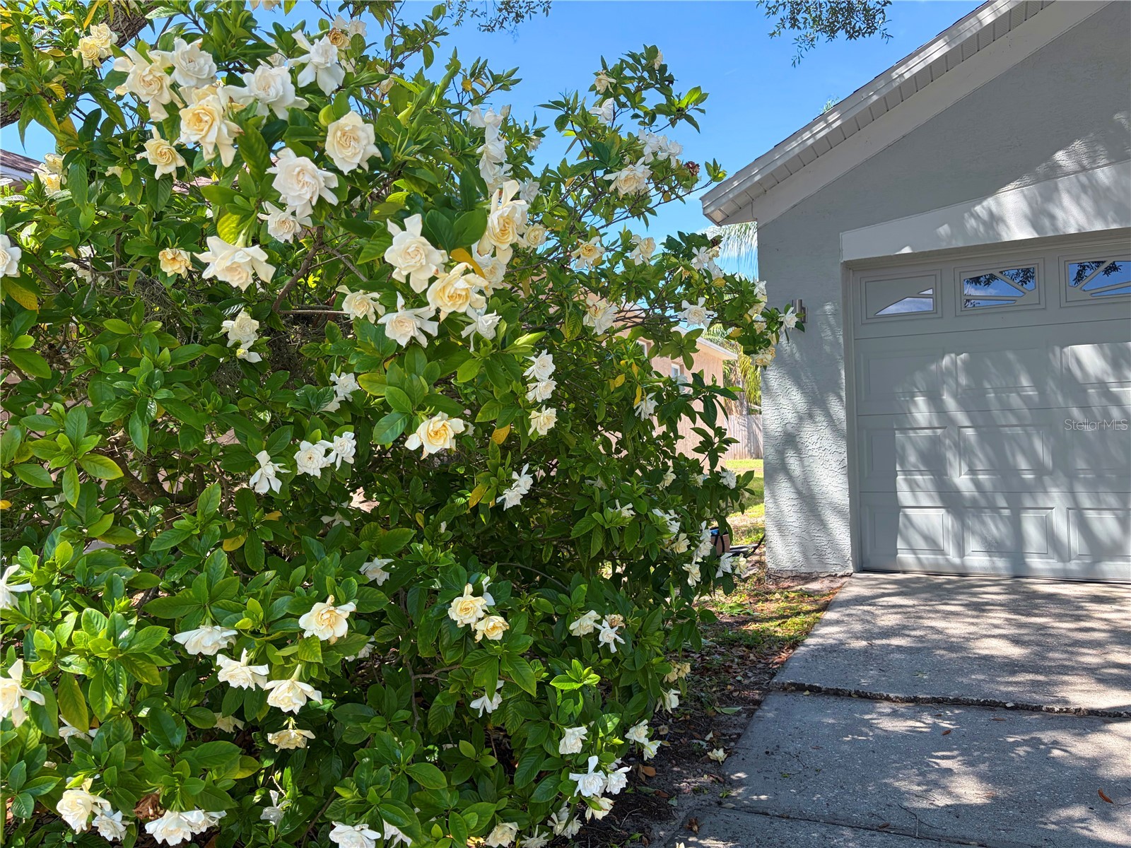 10327 Goldenbrook Way Tampa FL 33647 TB8506845 image3