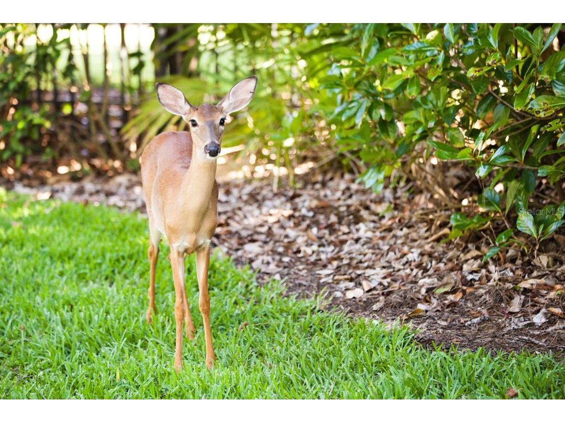 10339 Kensington Shore Drive #J-202 Orlando FL 32827 - LAKE NONA O6348644 image38