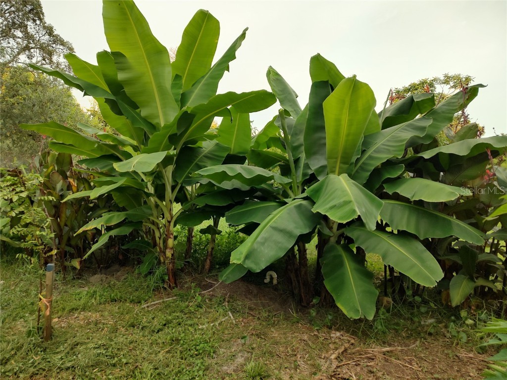 10342 Shady Drive Hudson FL 34669 TB8446117 image24