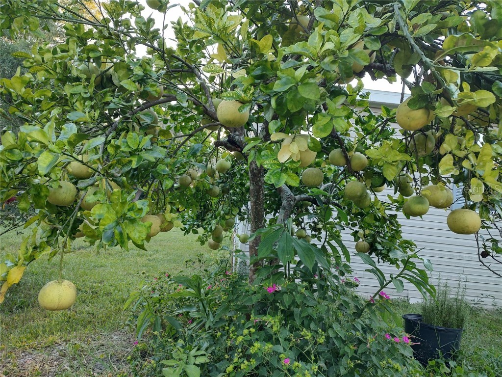 10342 Shady Drive Hudson FL 34669 TB8446117 image25