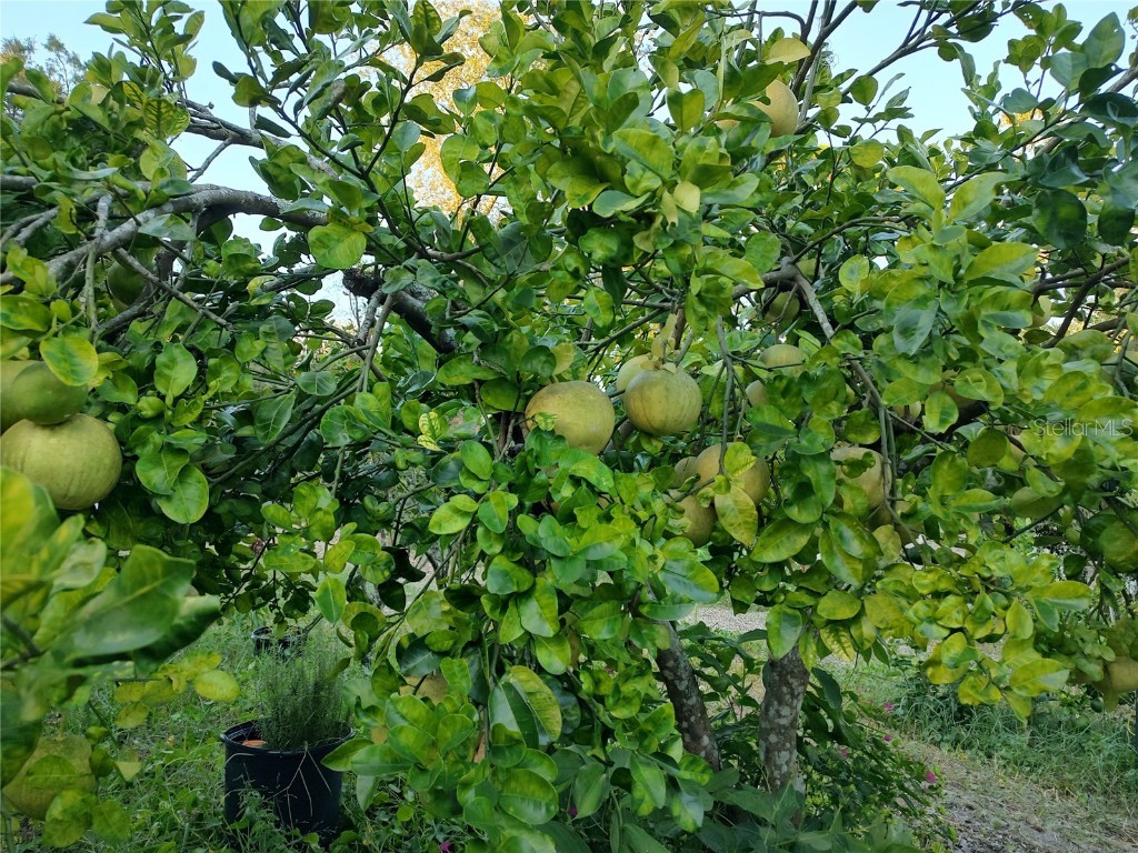 10342 Shady Drive Hudson FL 34669 TB8446117 image26