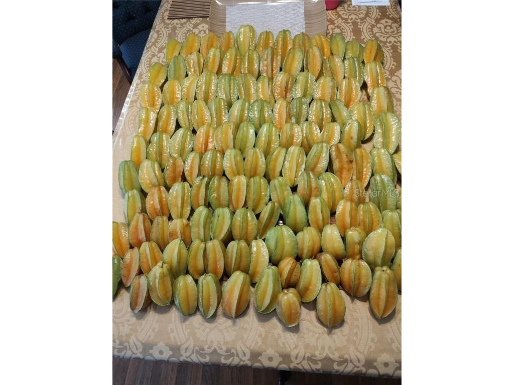 10342 Shady Drive Hudson FL 34669 TB8446117 image27