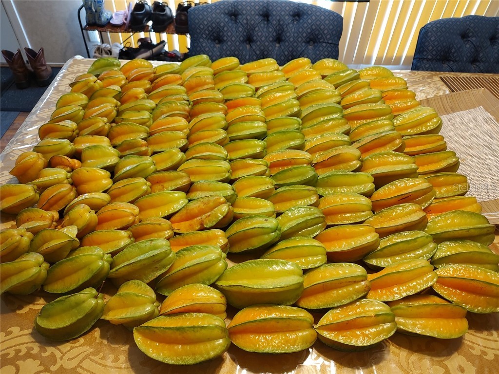 10342 Shady Drive Hudson FL 34669 TB8446117 image28