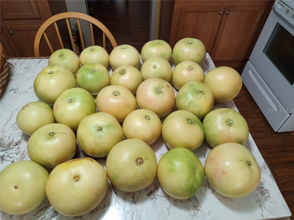 10342 Shady Drive Hudson FL 34669 TB8446117 image29