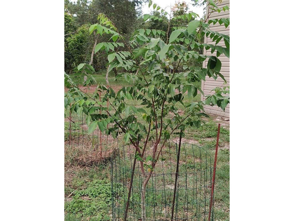 10342 Shady Drive Hudson FL 34669 TB8446117 image30