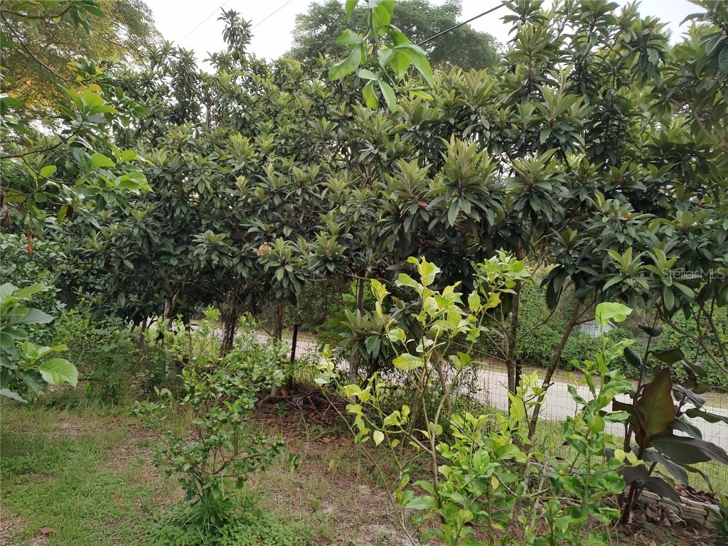 10342 Shady Drive Hudson FL 34669 TB8446117 image32