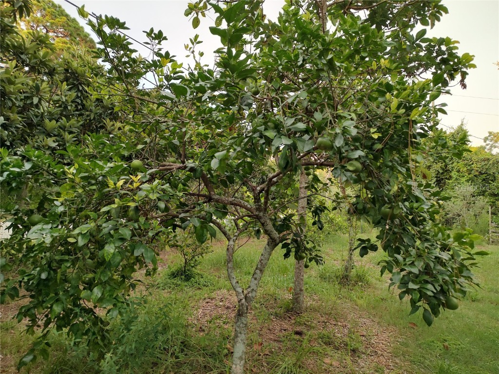 10342 Shady Drive Hudson FL 34669 TB8446117 image33