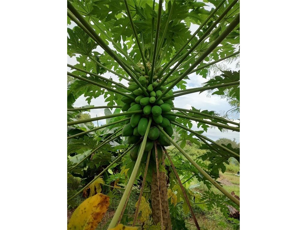 10342 Shady Drive Hudson FL 34669 TB8446117 image34