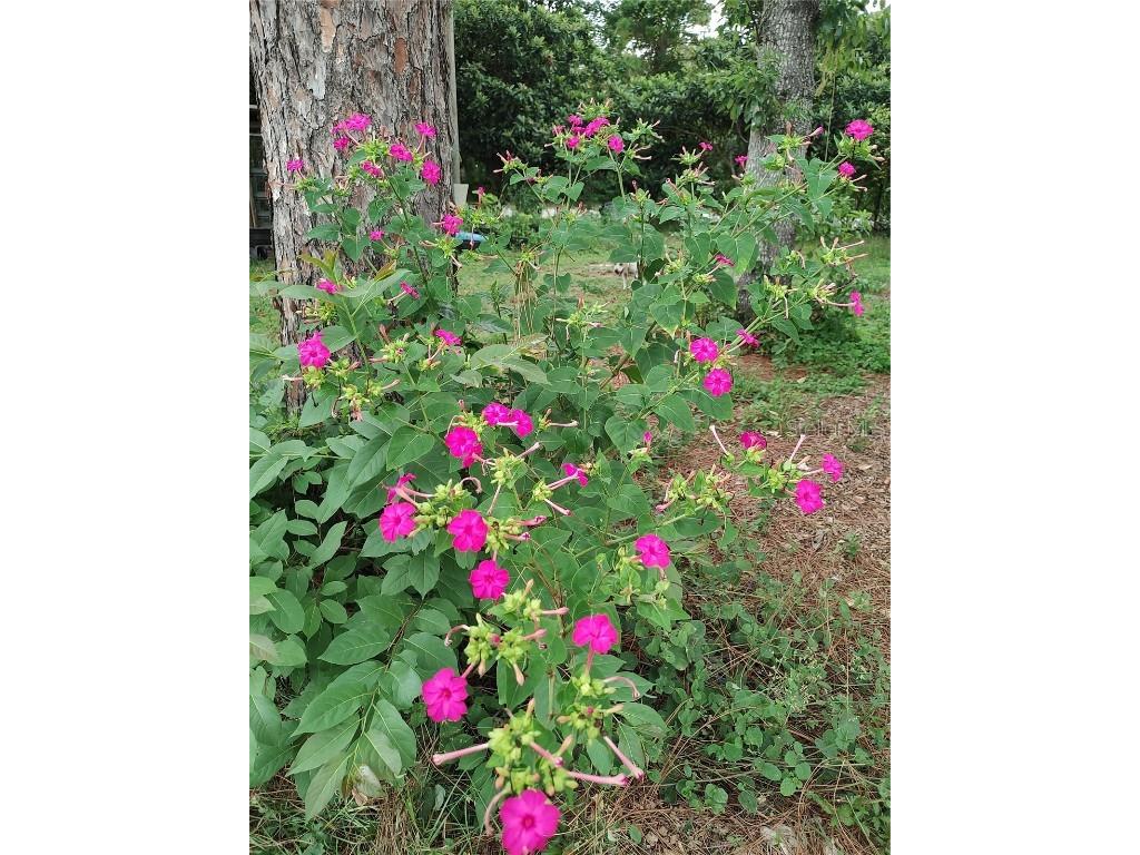 10342 Shady Drive Hudson FL 34669 TB8446117 image36