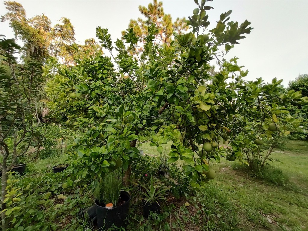 10342 Shady Drive Hudson FL 34669 TB8446117 image37