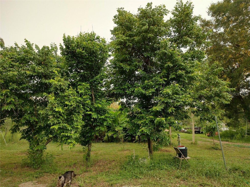 10342 Shady Drive Hudson FL 34669 TB8446117 image39