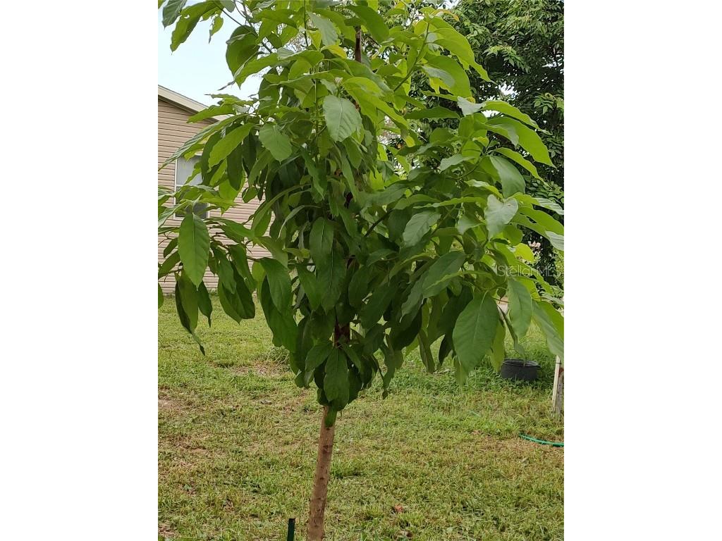 10342 Shady Drive Hudson FL 34669 TB8446117 image41