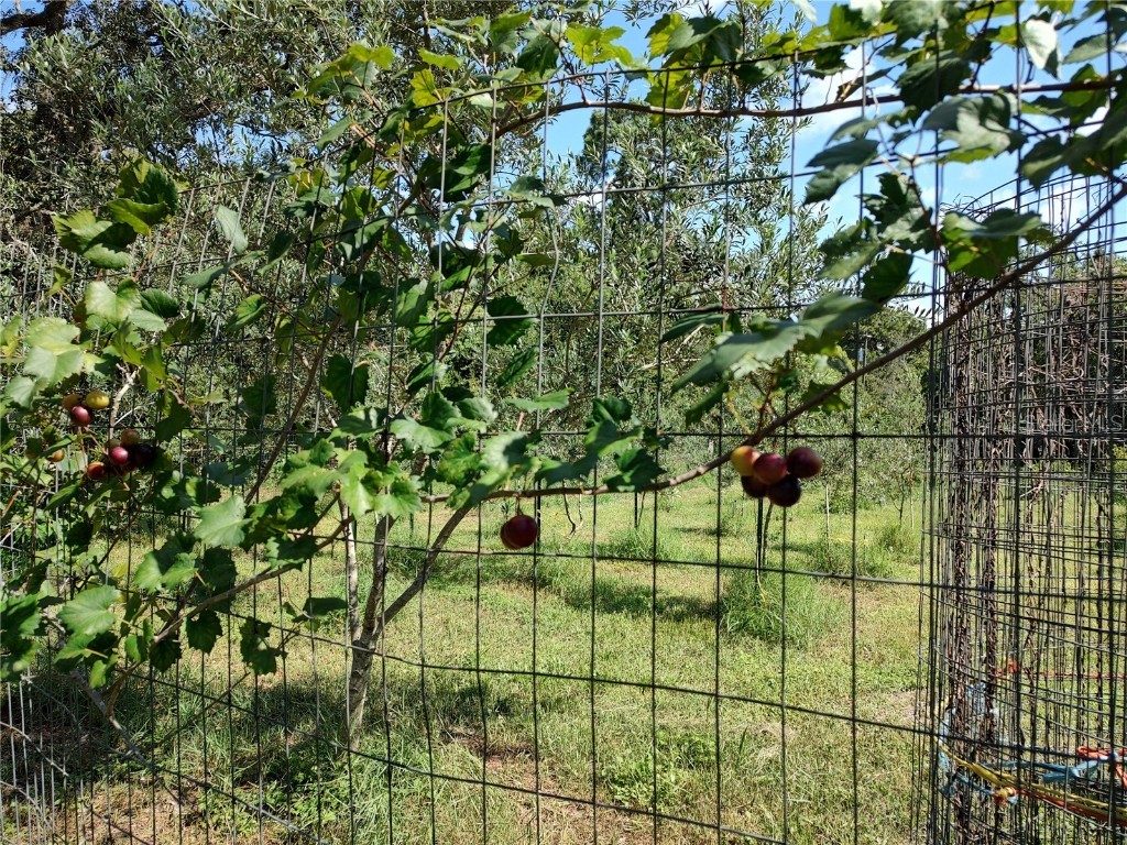 10342 Shady Drive Hudson FL 34669 TB8446117 image43