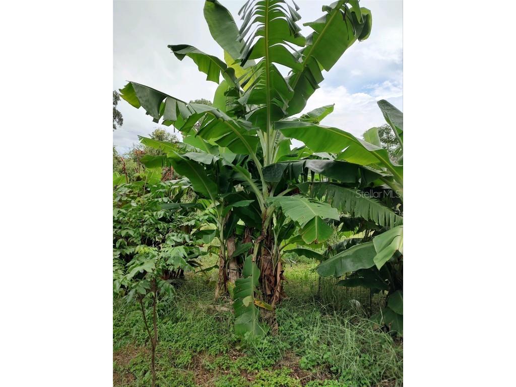 10342 Shady Drive Hudson FL 34669 TB8446117 image44