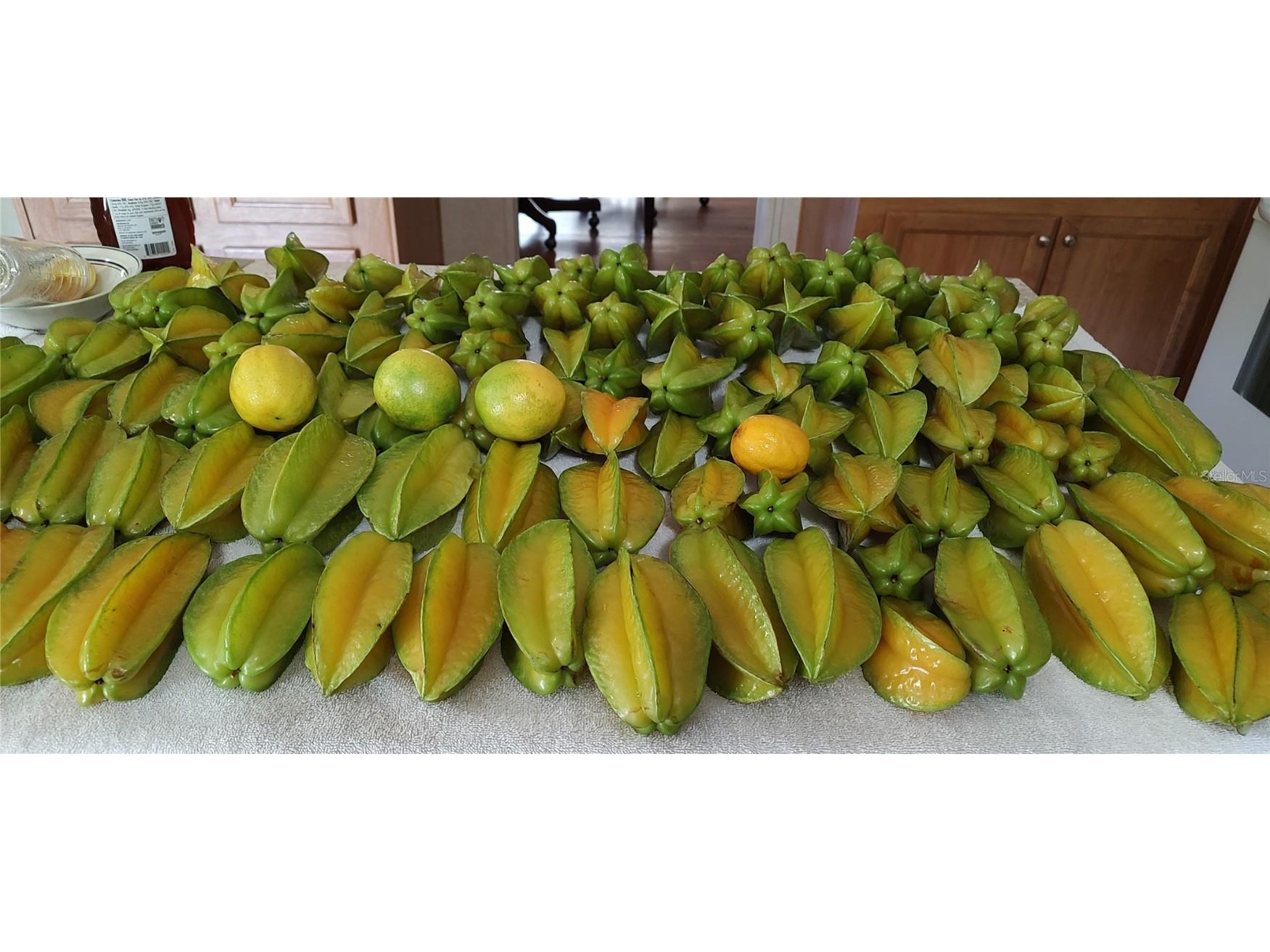 10342 Shady Drive Hudson FL 34669 TB8446117 image46