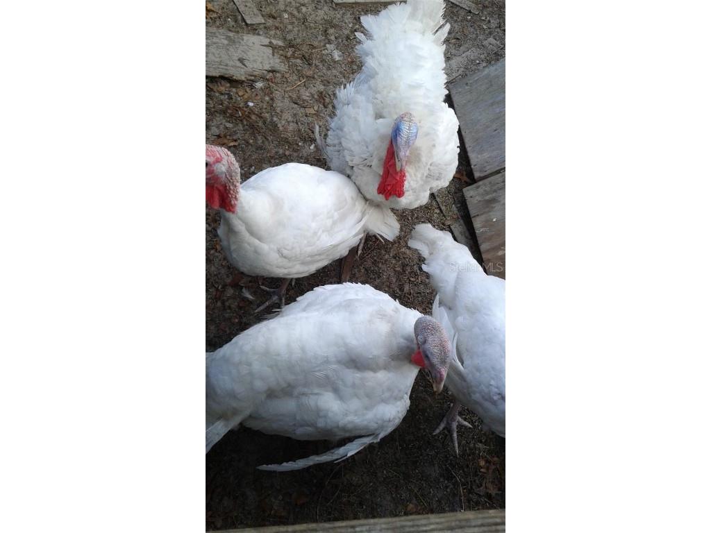 10342 Shady Drive Hudson FL 34669 TB8446117 image48