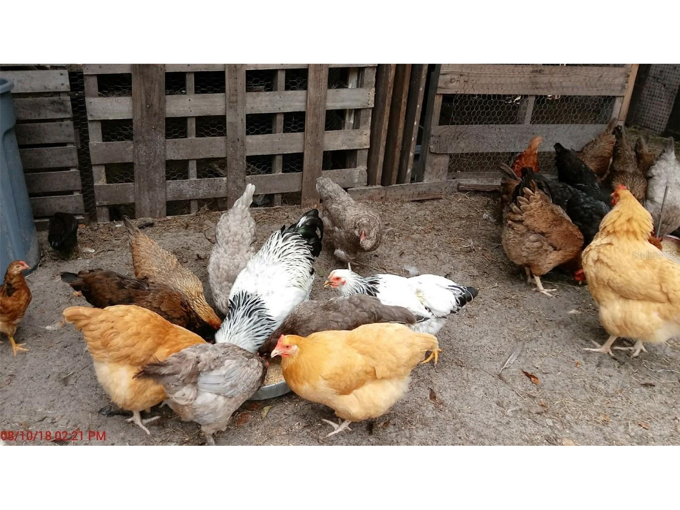 10342 Shady Drive Hudson FL 34669 TB8446117 image49