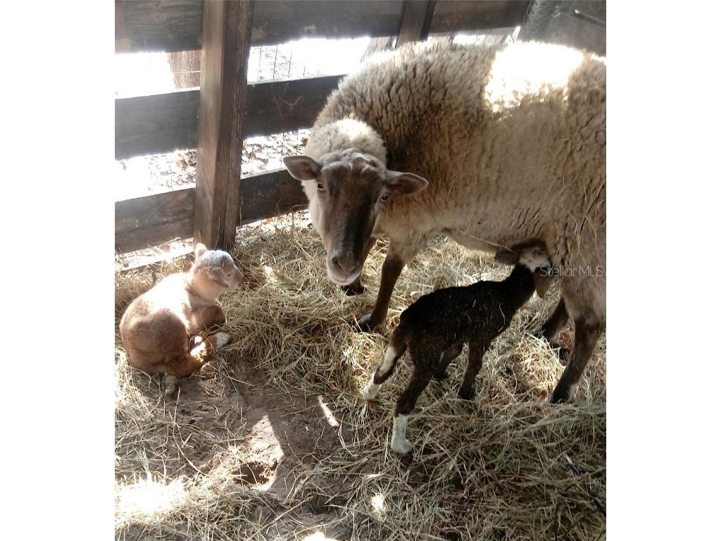 10342 Shady Drive Hudson FL 34669 TB8446117 image50