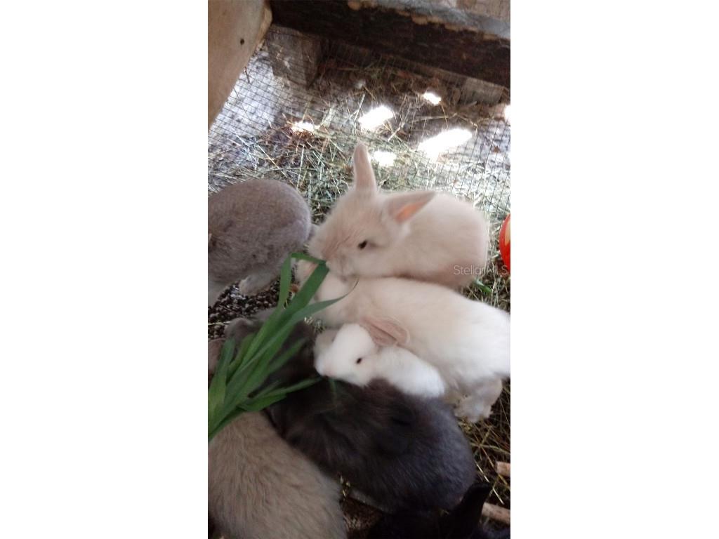 10342 Shady Drive Hudson FL 34669 TB8446117 image51