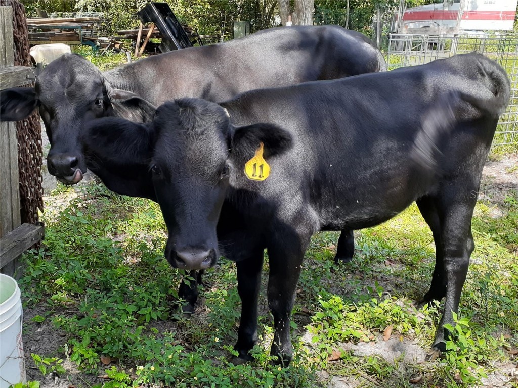 10342 Shady Drive Hudson FL 34669 TB8446117 image52