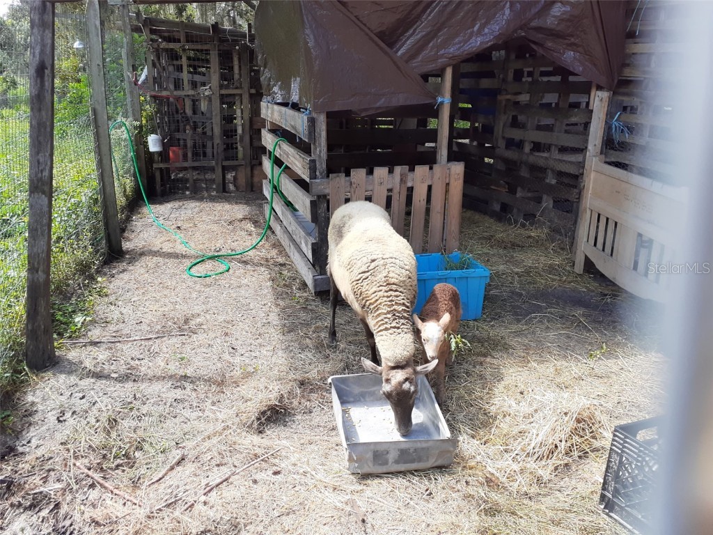 10342 Shady Drive Hudson FL 34669 TB8446117 image53