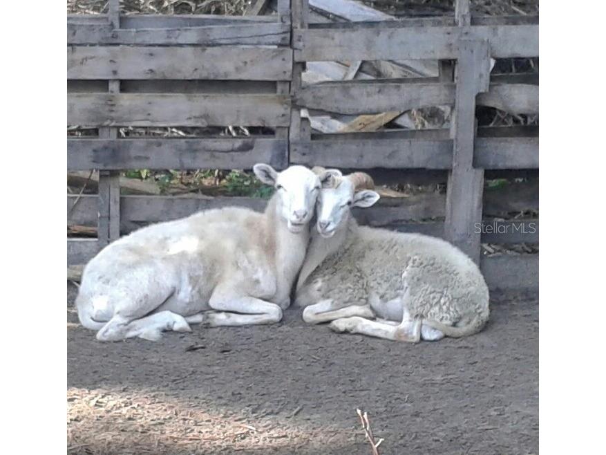 10342 Shady Drive Hudson FL 34669 TB8446117 image54