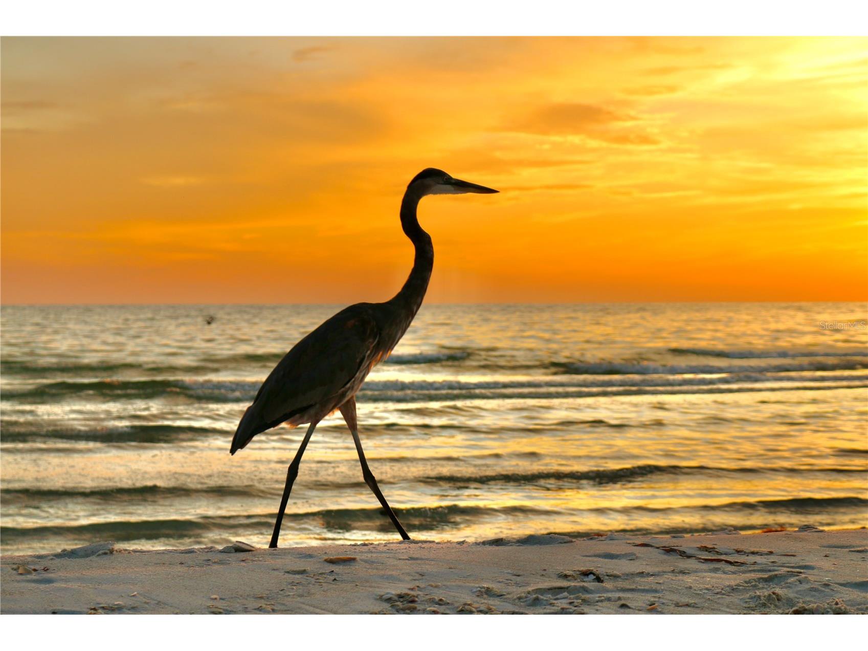 1035 Seaside Drive #503 Sarasota FL 34242 - GULF OF MEXICO A4677354 image51