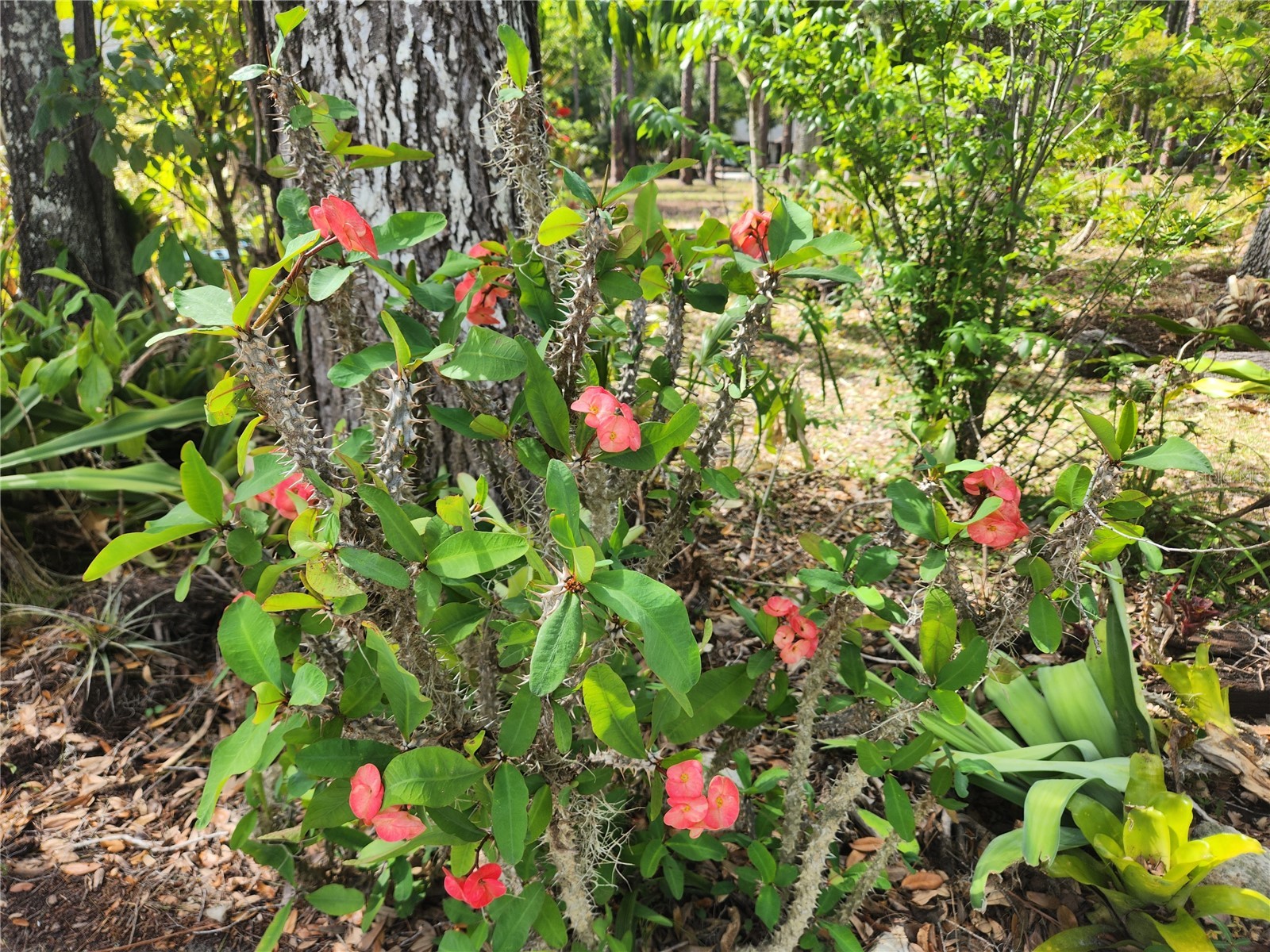 1035 Sirus Trail Sarasota FL 34232 A4680284 image41