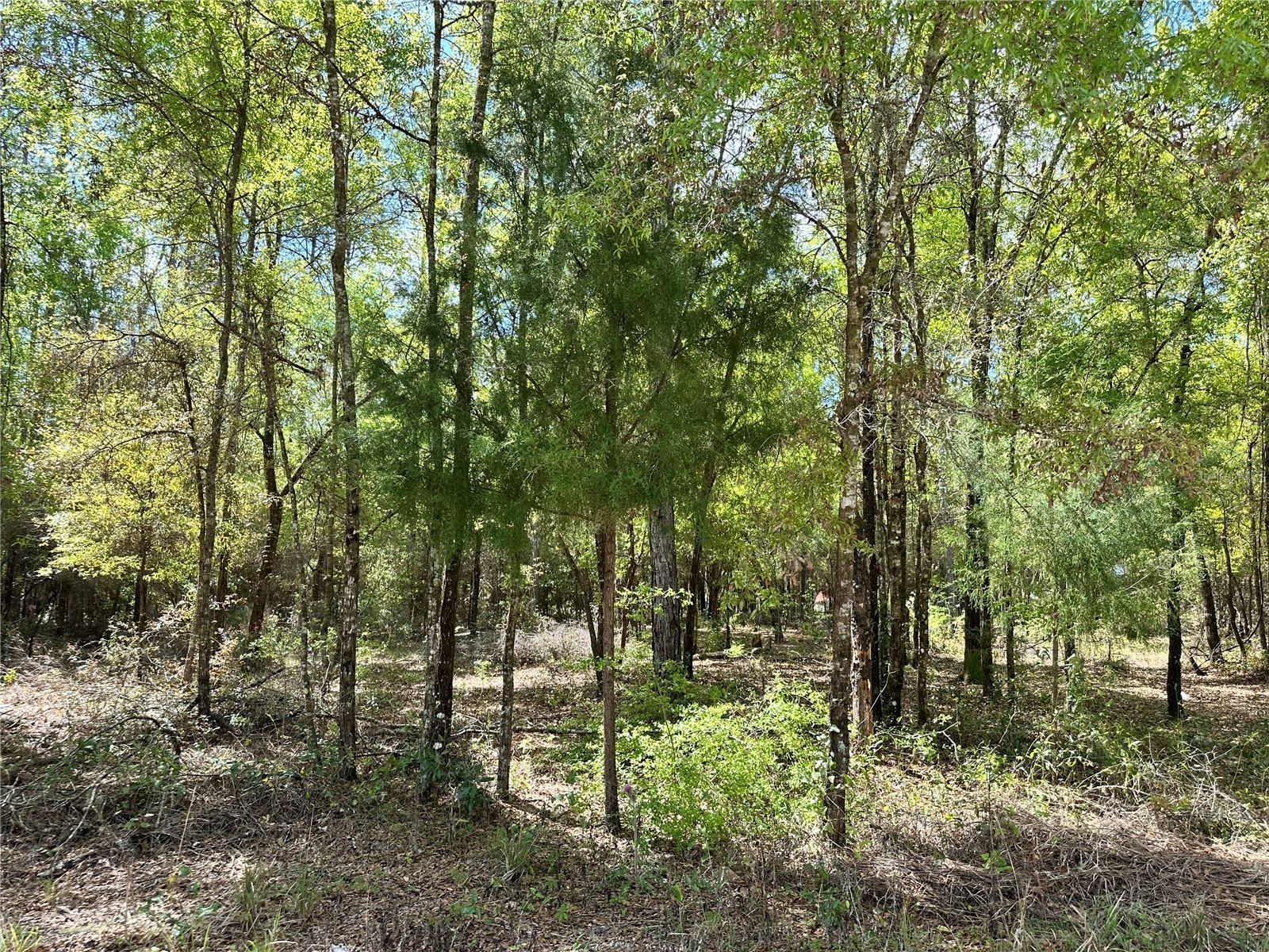 10350 NE 74th Place Bronson FL 32621 OM718810 image10