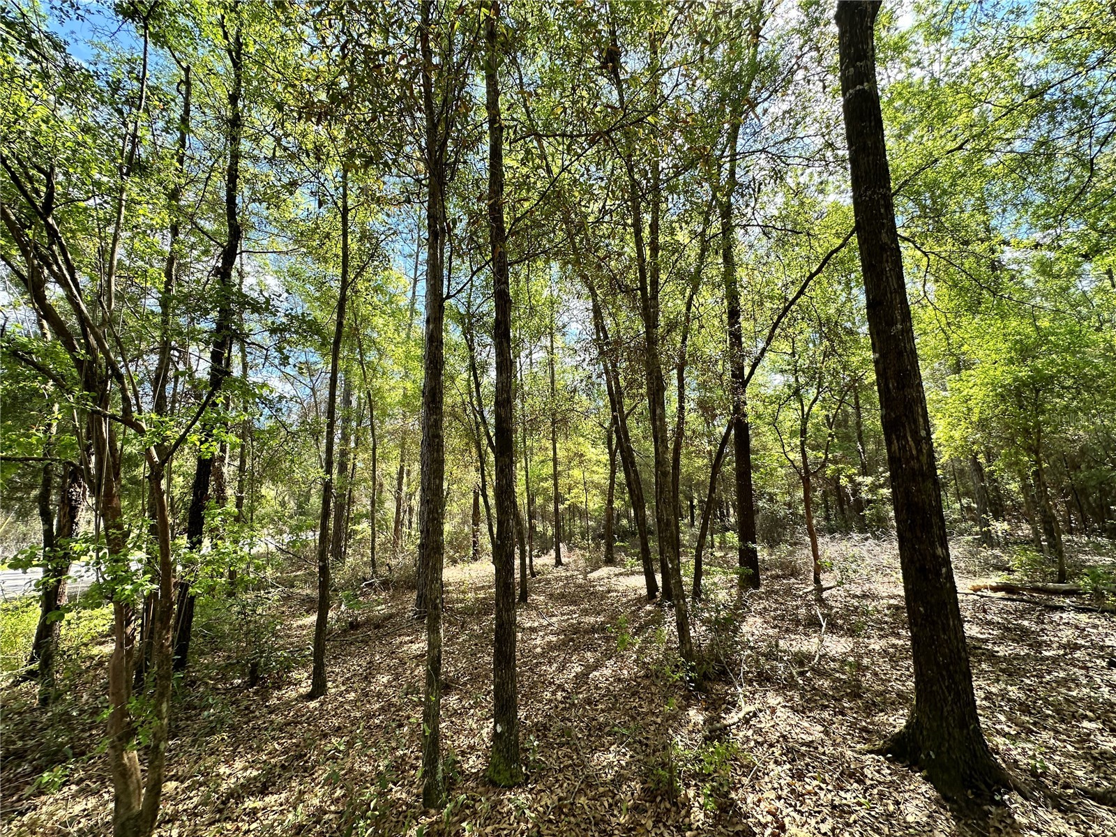 10350 NE 74th Place Bronson FL 32621 OM718810 image11
