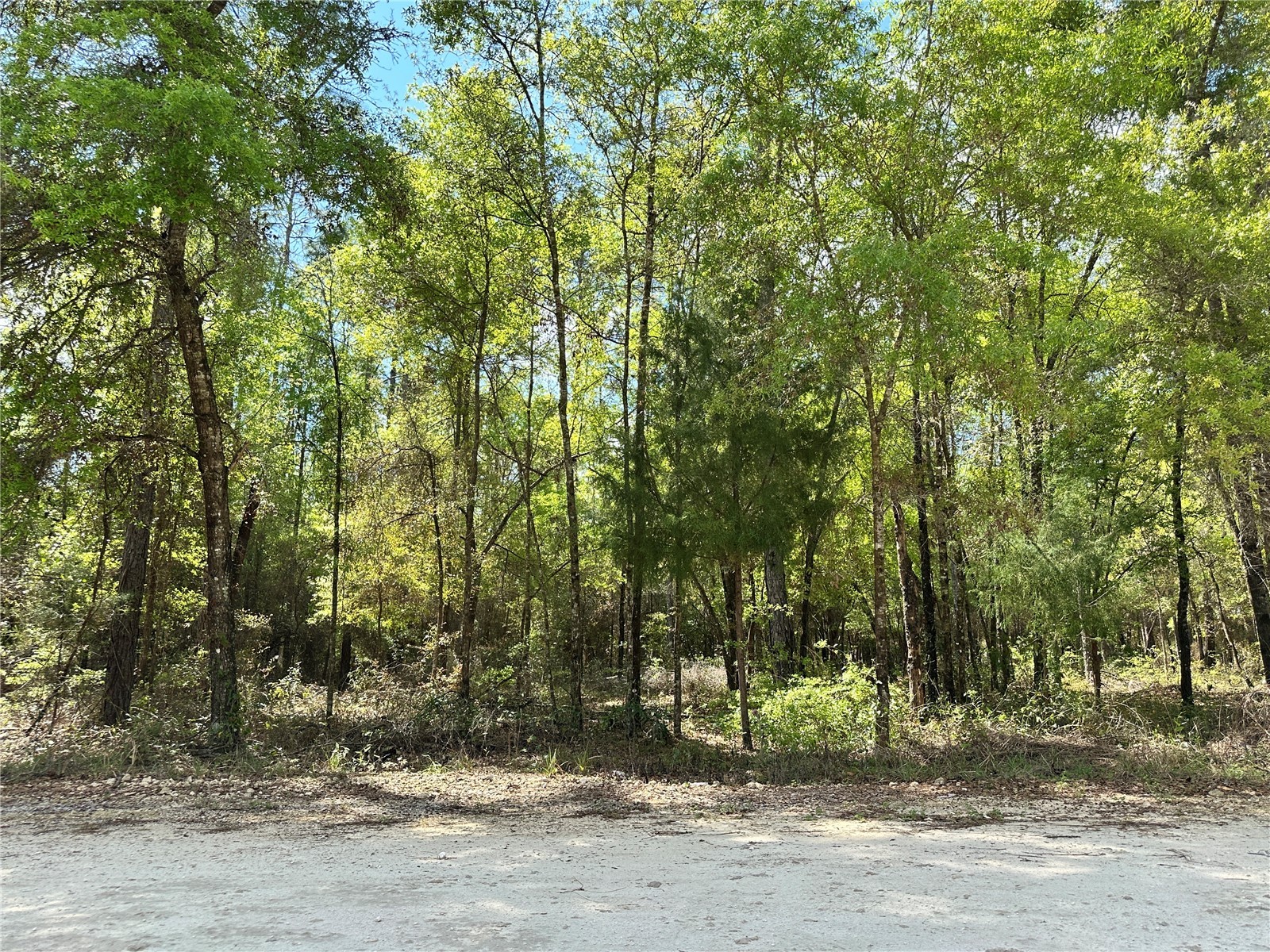 10350 NE 74th Place Bronson FL 32621 OM718810 image2
